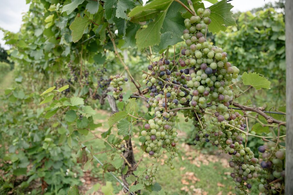 vineyard grapes